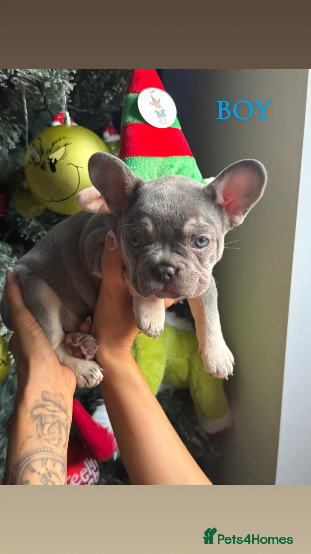 French Bulldog dogs for sale: ✨PRICE DROP!🐾3 Beautiful French Bulldog Puppies🐾 - Advert 9