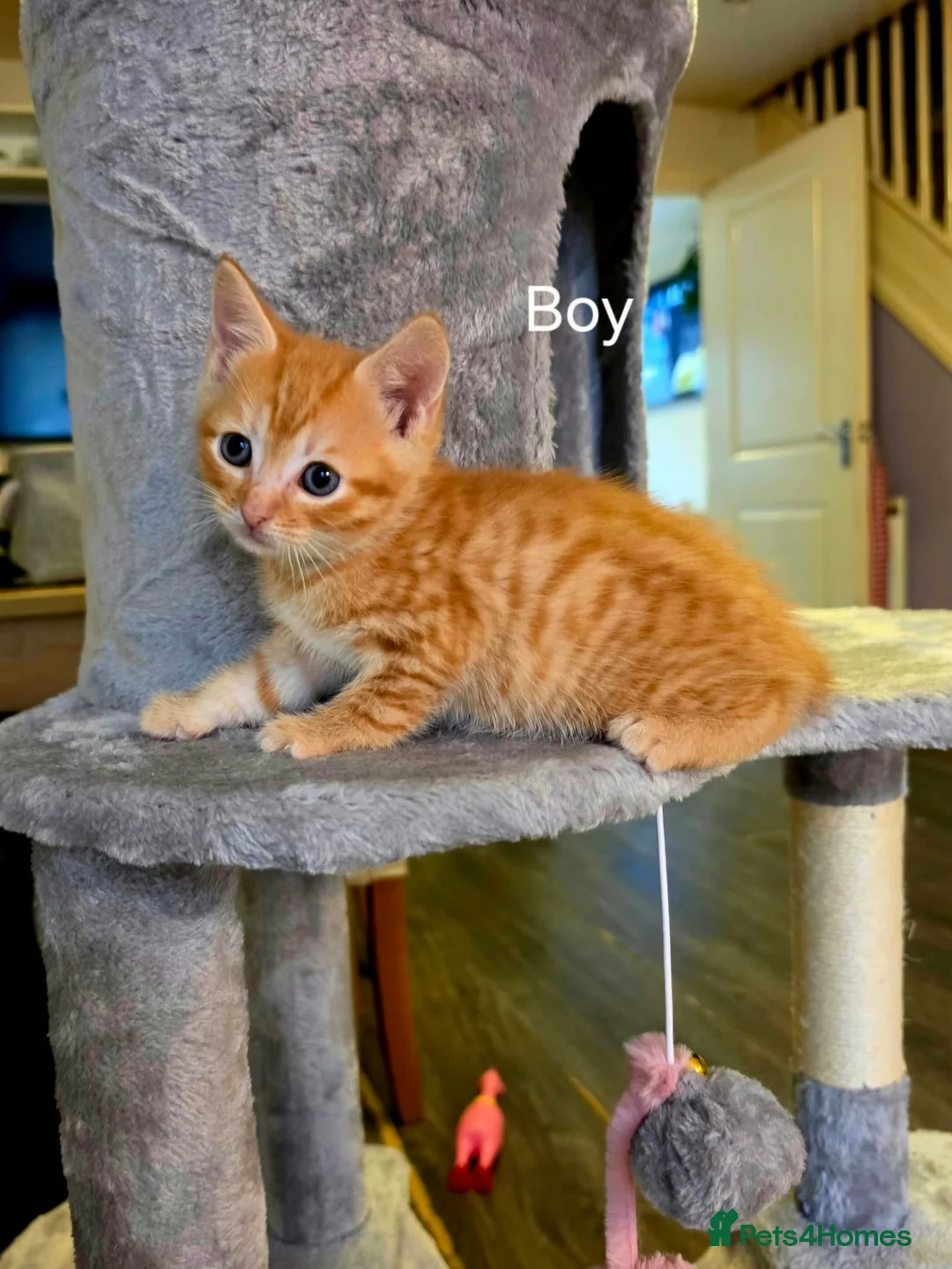 Mixed Breed cats for sale: Kittens tobby  - Advert 5