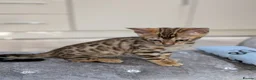 Bengal cats for sale: 🔥✨Pedigree TICA-Registered Bengals - Advert 24