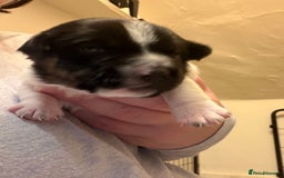 Jack Russell dogs for sale: Jack Russell puppies - Advert 7