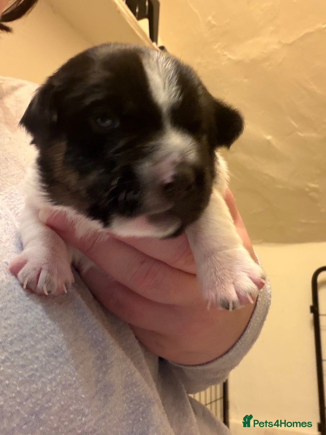 Jack Russell dogs for sale: Jack Russell puppies - Advert 7
