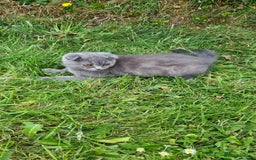 Scottish Fold cats for sale: Scotish kittens  - Image 5