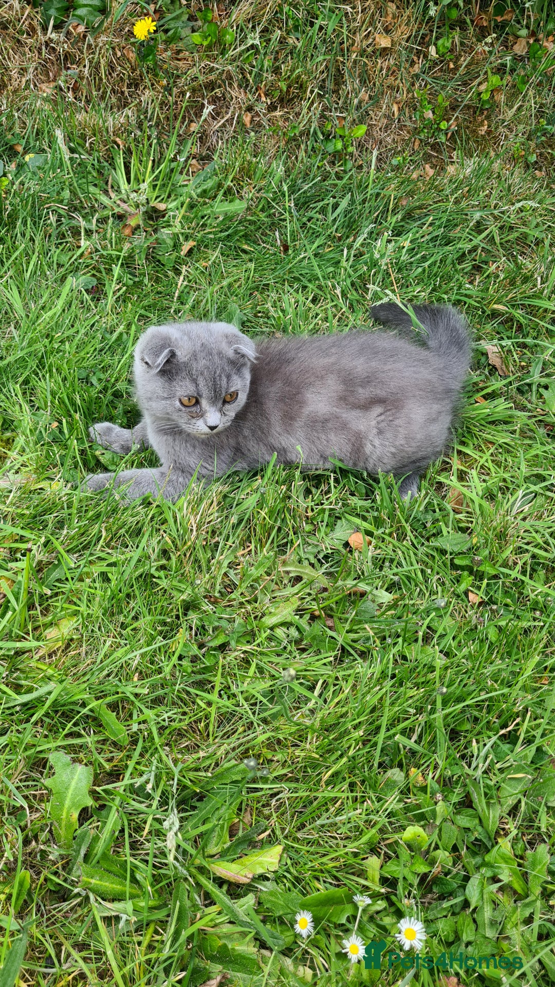 Scottish Fold cats for sale: Scotish kittens  - Image 5
