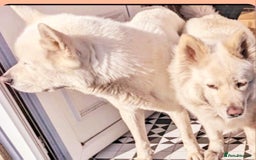 Siberian Husky dogs for sale: Siberian Huskies  - Image 4