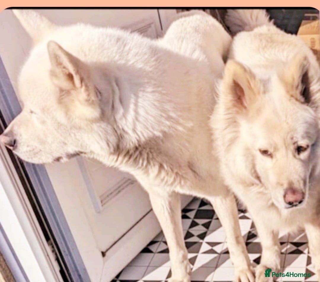Siberian Husky dogs for sale: Siberian Huskies  - Image 4