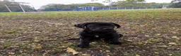 Mixed Breed dogs for sale: Rex need of a home - Advert 4