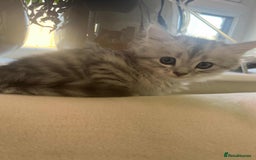 Mixed Breed cats for sale: Adorable boys kittens 3 x Silver Tabby 1x Tabby - Image 2