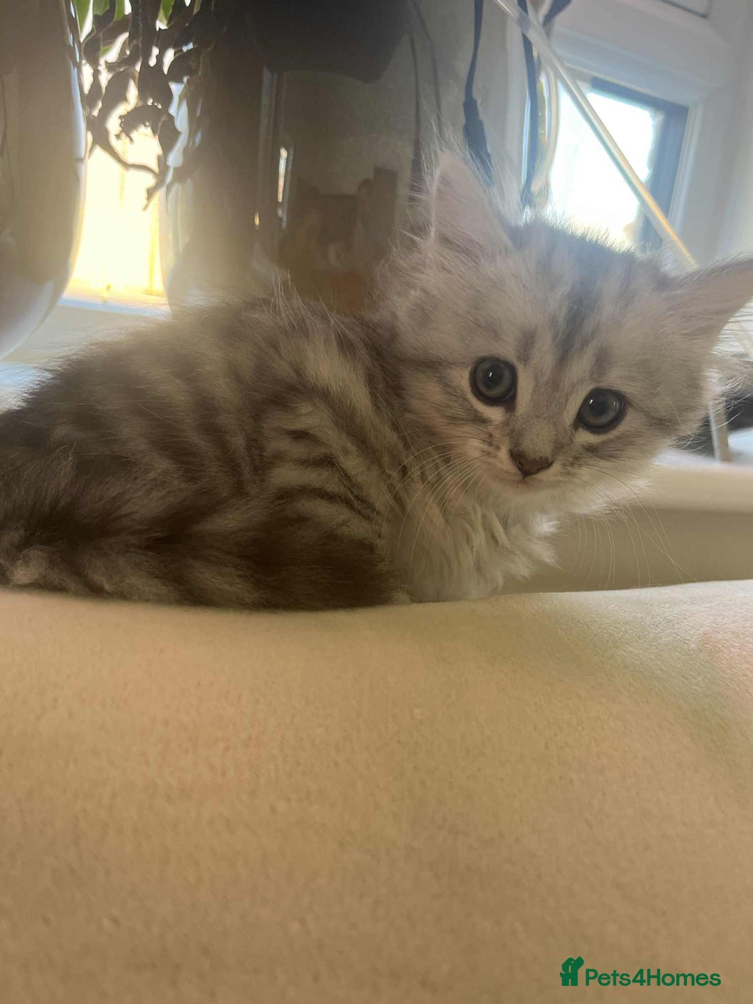 Mixed Breed cats for sale: Adorable boys kittens 3 x Silver Tabby 1x Tabby - Image 2