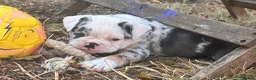 Mixed Breed dogs for sale: Olde English bulldog pups Health tested parents  - Advert 6