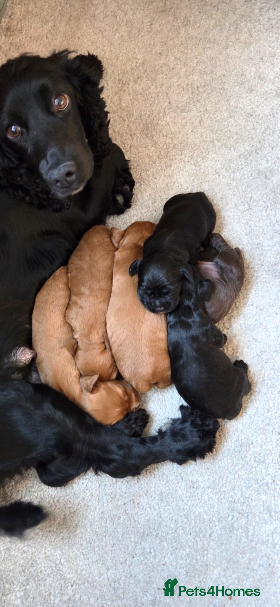 Cocker Spaniel dogs Working Cocker Spaniel puppies - Advert 1