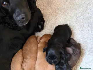 Cocker Spaniel dogs Working Cocker Spaniel puppies - Advert 1