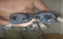 Mixed Breed dogs for sale: FRENCH BULLDOG X STAFFY  - Image 12