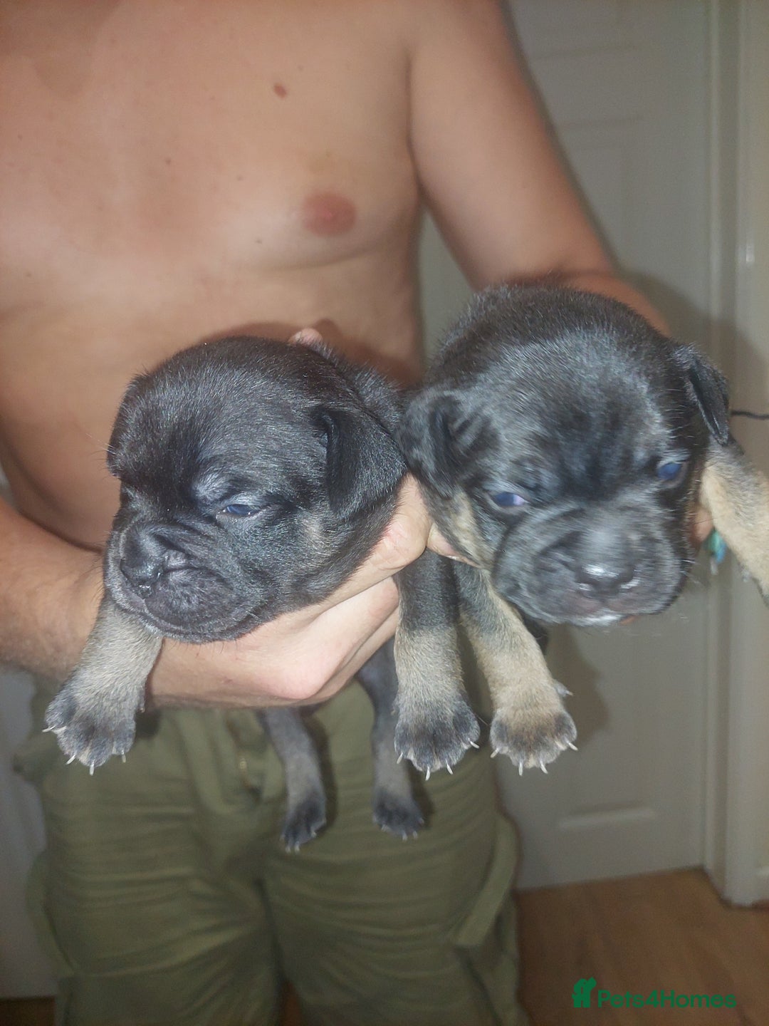 Mixed Breed dogs for sale: FRENCH BULLDOG X STAFFY  - Image 12