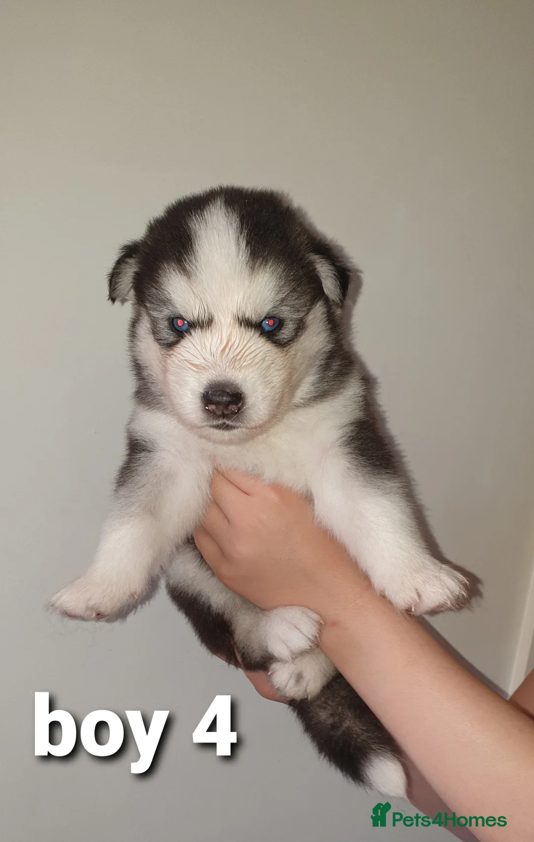 Siberian Husky dogs for stud: Siberian Husky - produces large litters in Cheltenham - Advert 19