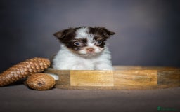 Yorkshire Terrier dogs for sale: Colorful Yorkshire Terrier puppies for sale - Image 14