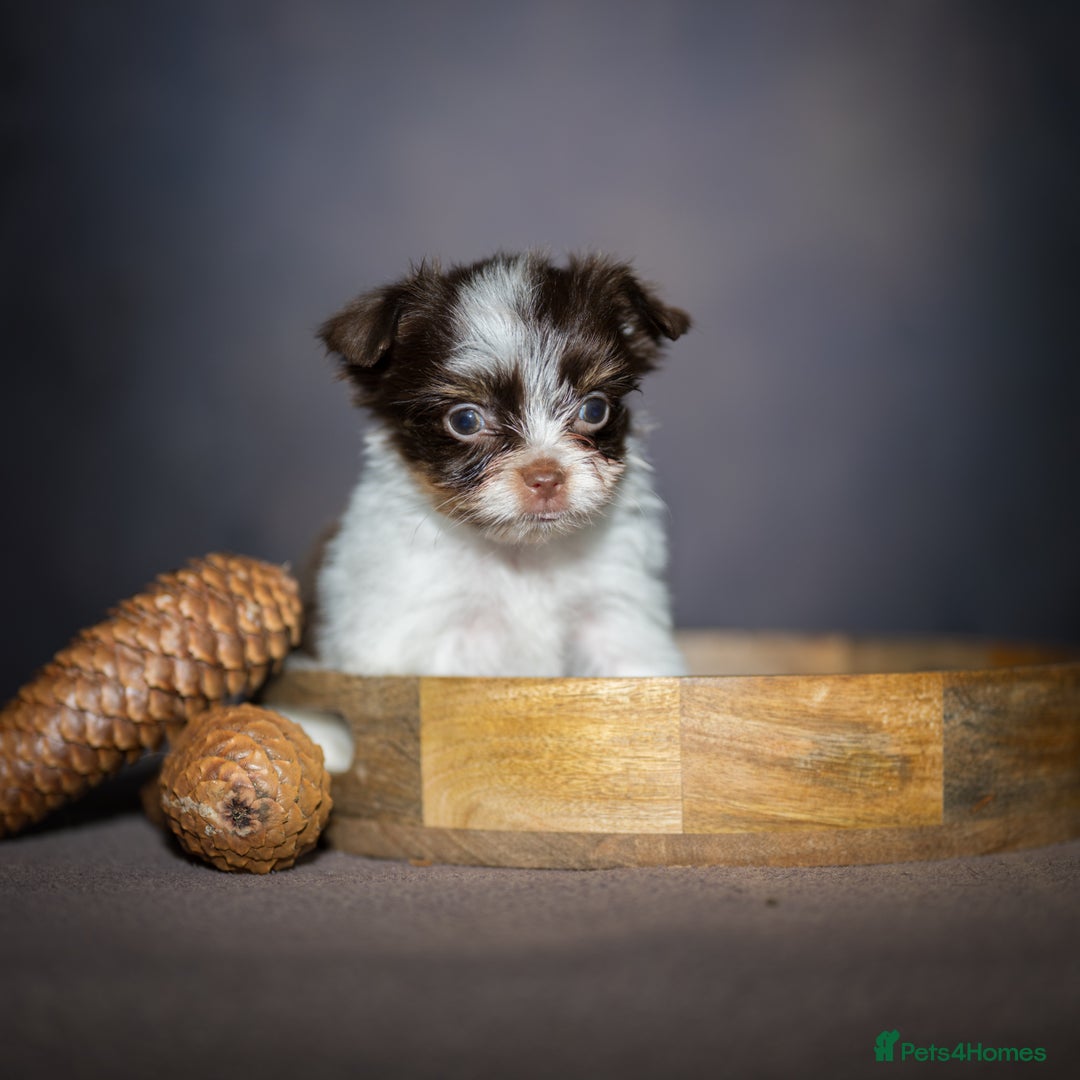 Yorkshire Terrier dogs for sale: Colorful Yorkshire Terrier puppies for sale - Image 14