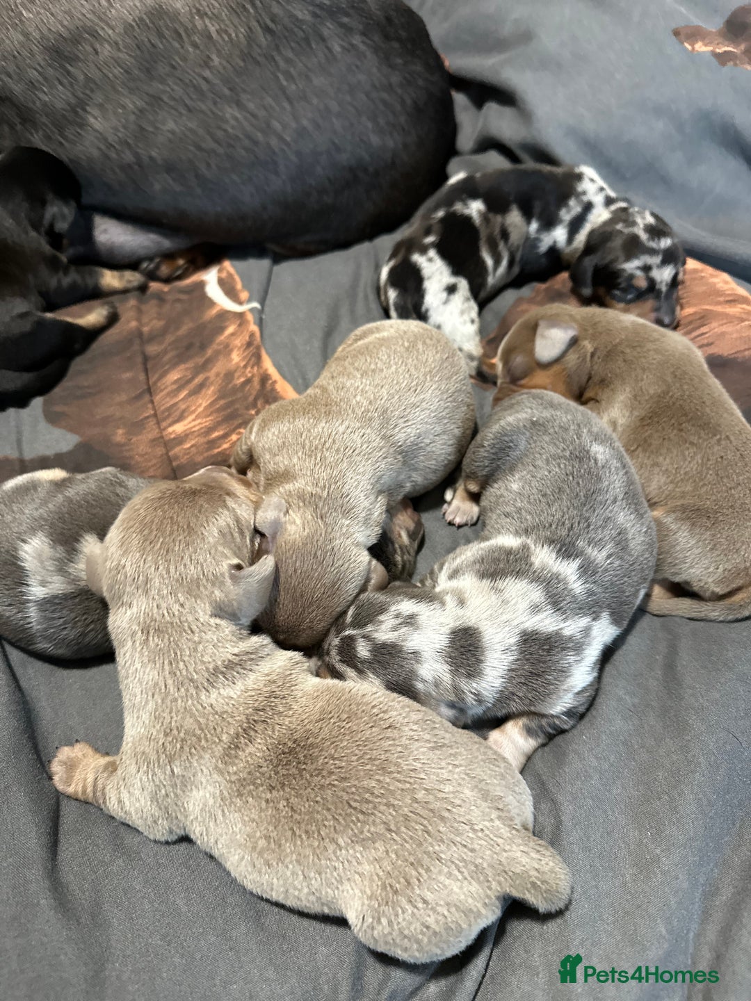 Dachshund dogs for sale: 7 Beautiful dachshund puppies  - Advert 25