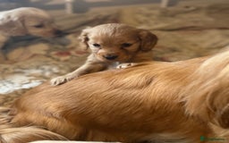 Cocker Spaniel dogs for sale: Beautiful puppies  - Advert 14