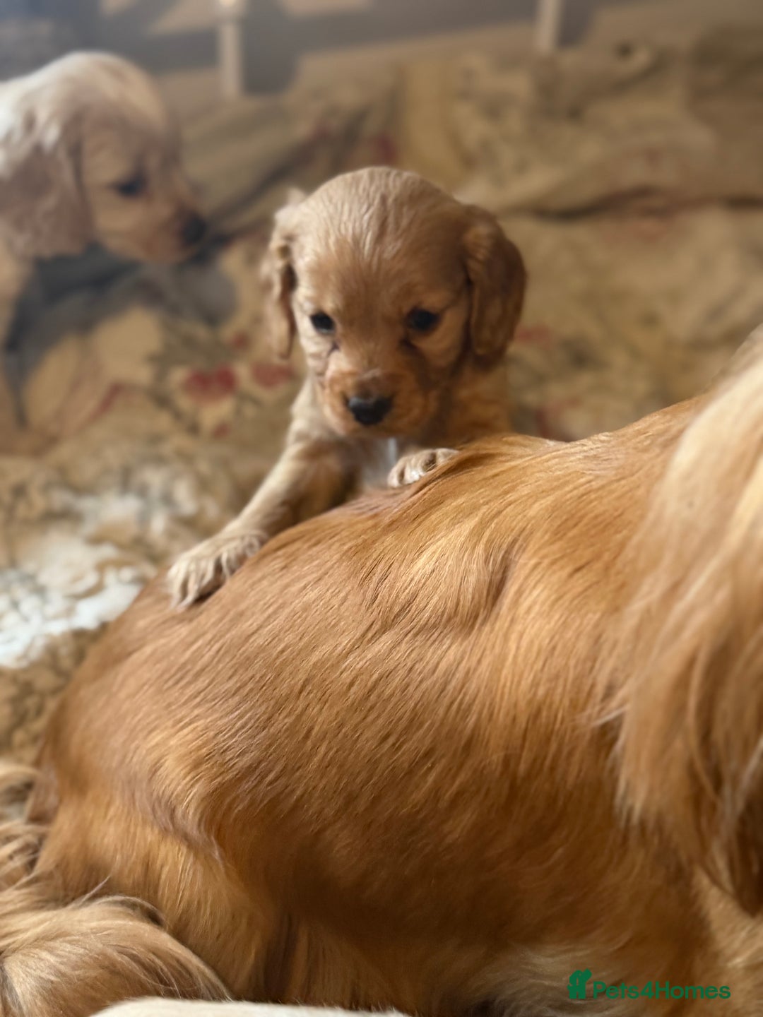 Cocker Spaniel dogs for sale: Beautiful puppies  - Advert 14