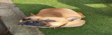 French Bulldog 1