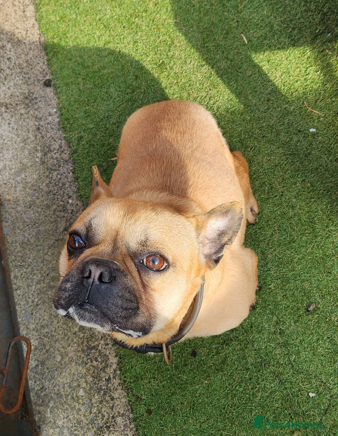 French Bulldog dogs for sale: Rocco and coco in Blackpool - Advert 2