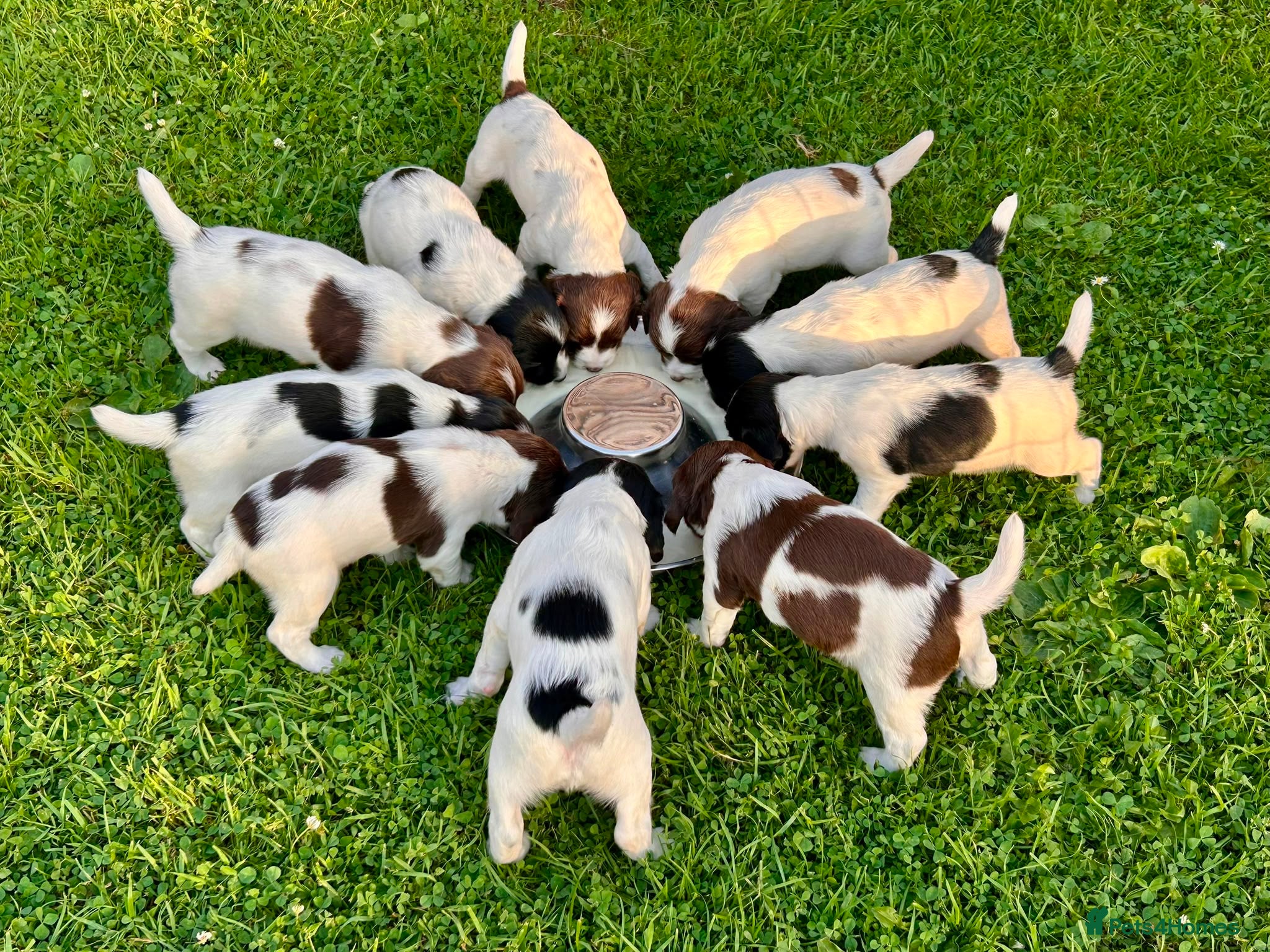 English Springer Spaniel dogs FTCh Sired ESS Puppies For Sale - Advert 1