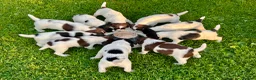 English Springer Spaniel dogs for sale: FTCh Sired ESS Puppies For Sale in Axbridge - Advert 1