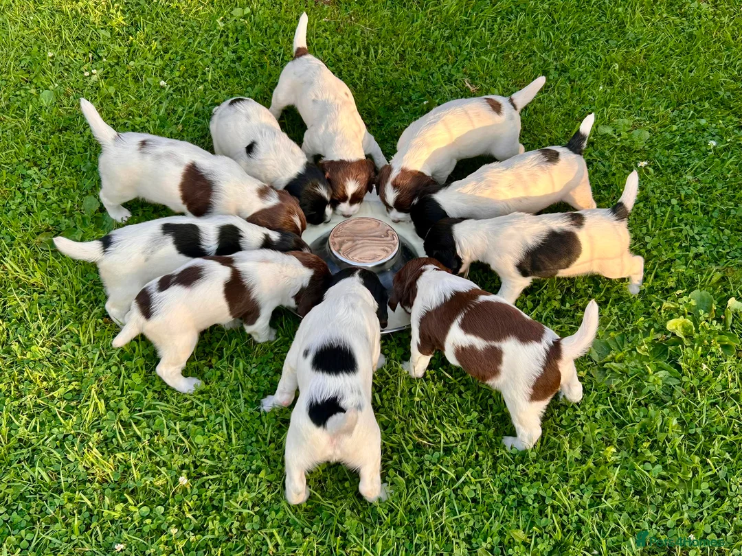 English Springer Spaniel dogs for sale: FTCh Sired ESS Puppies For Sale in Axbridge - Advert 1