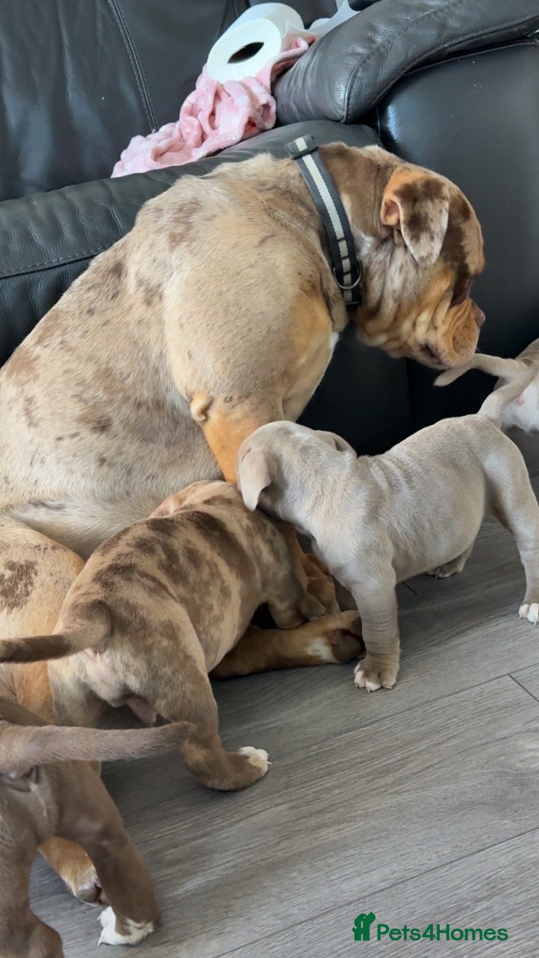 Olde English Bulldogge dogs for sale: Stunning Old English Bulldog Pups NEBBR Registered - Image 11