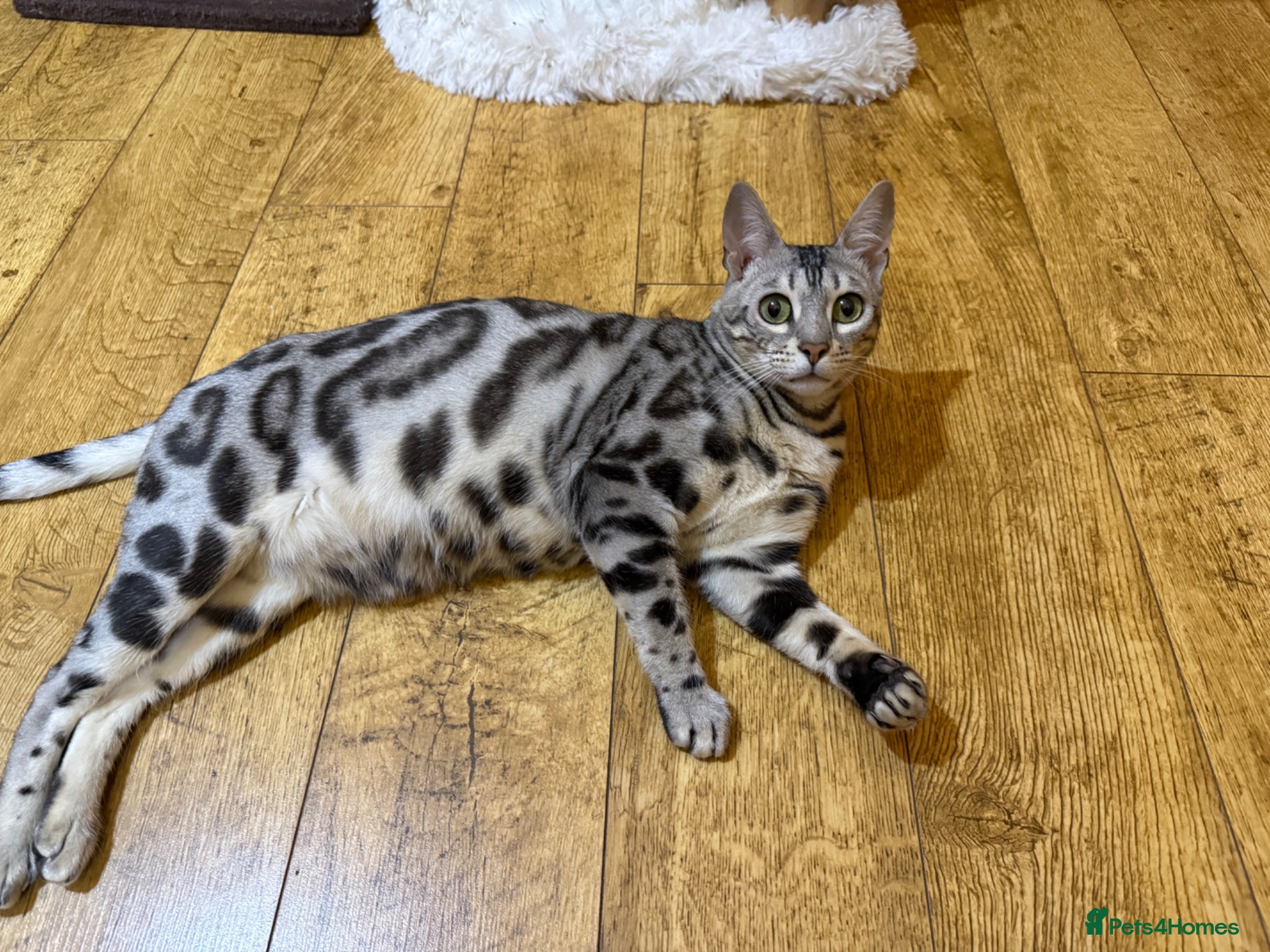 Bengal cats Beautiful Bengal girl looking for forever home - Advert 1