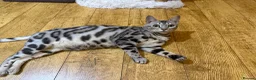 Bengal cats for sale: Beautiful Bengal girl looking for forever home - Advert 1