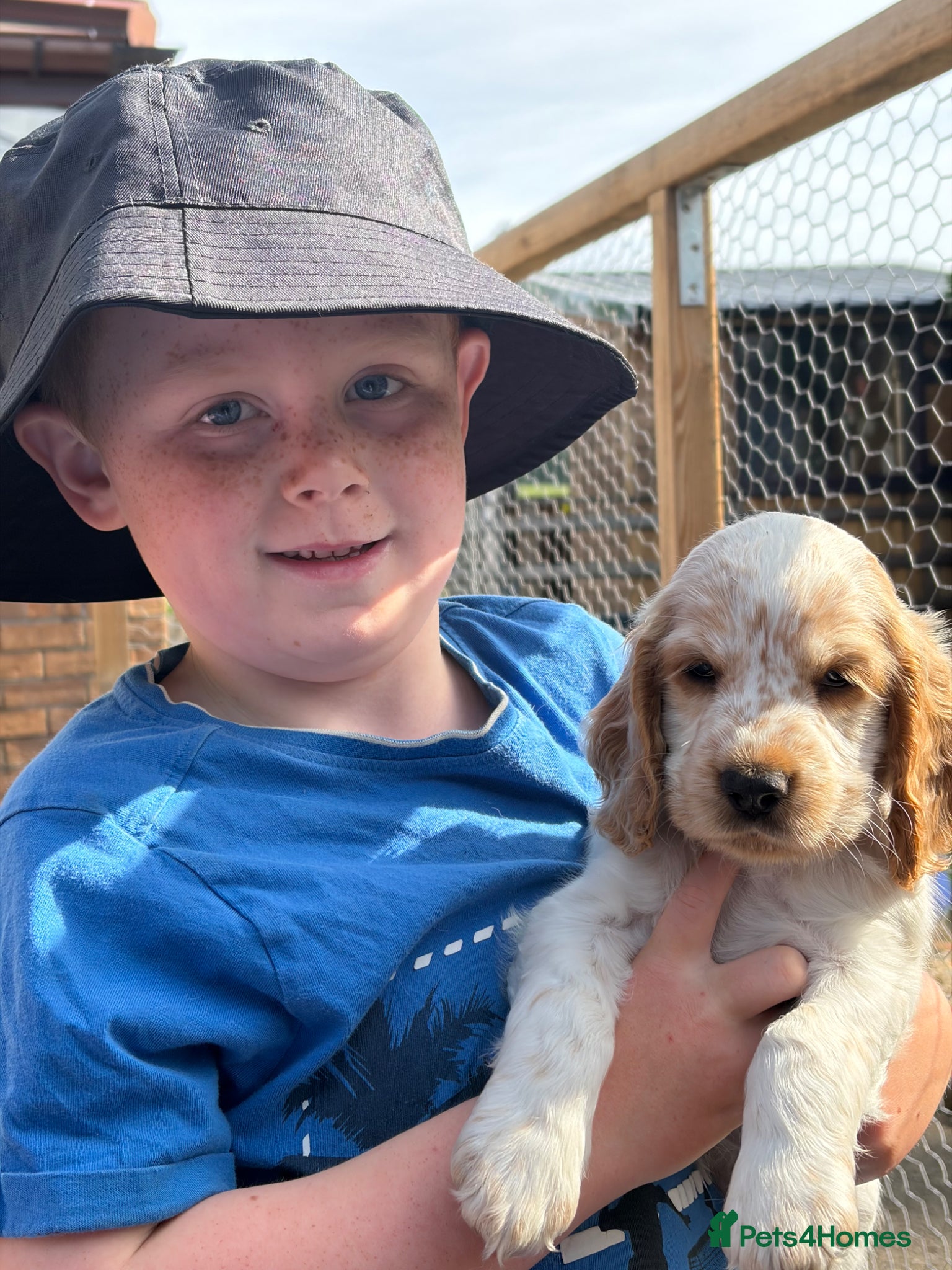 Cocker Spaniel dogs KC registered cocker spaniel puppies  - Advert 2