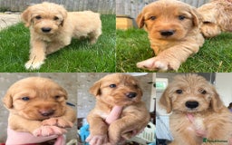 Goldendoodle dogs for sale: Goldendoodle x Aussiedoodle Pups READY TO LEAVE  - Image 9