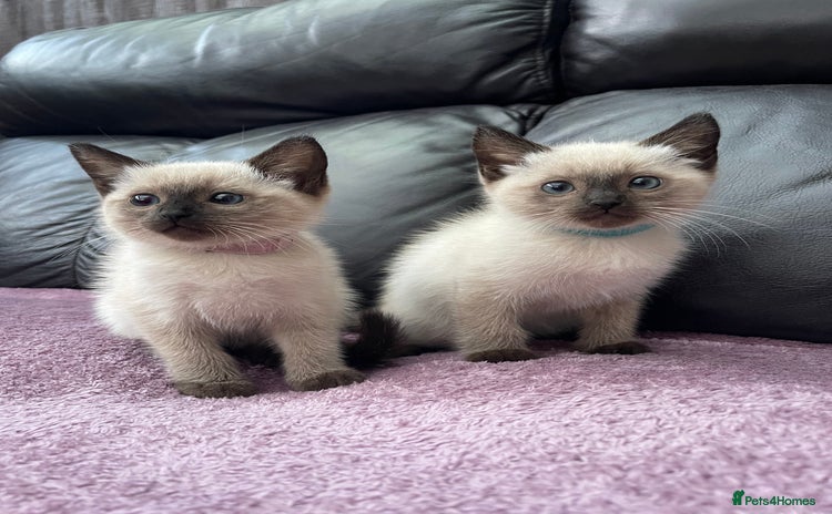 Ragdoll cats - Advert 4