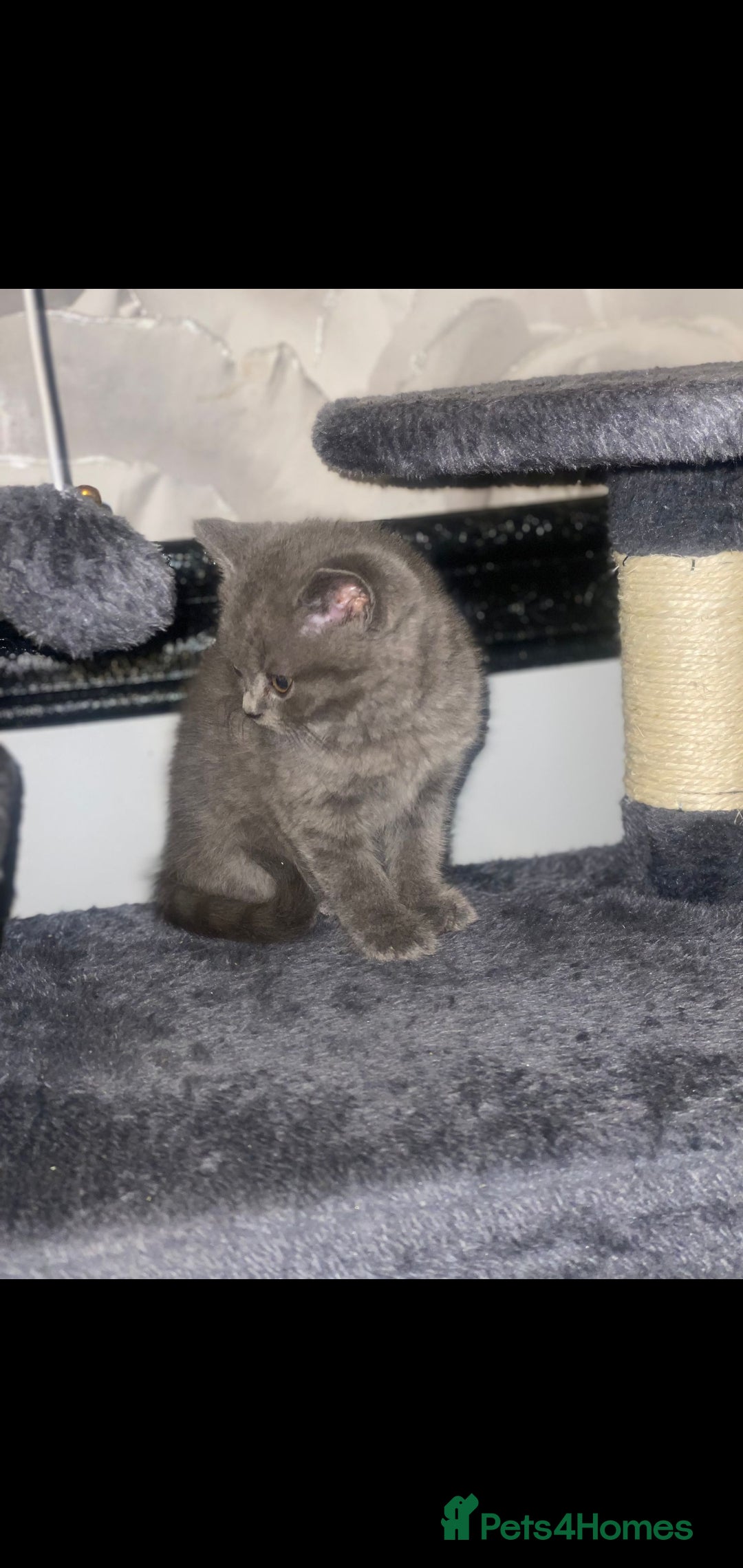 British Shorthair cats for sale: Beautiful Blue British Shorthair Kittens - Image 23