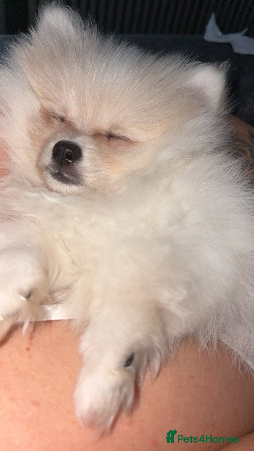 Pomeranian dogs for sale: REDUCED!, last Pomeranian girl🎀🌸 - Image 2