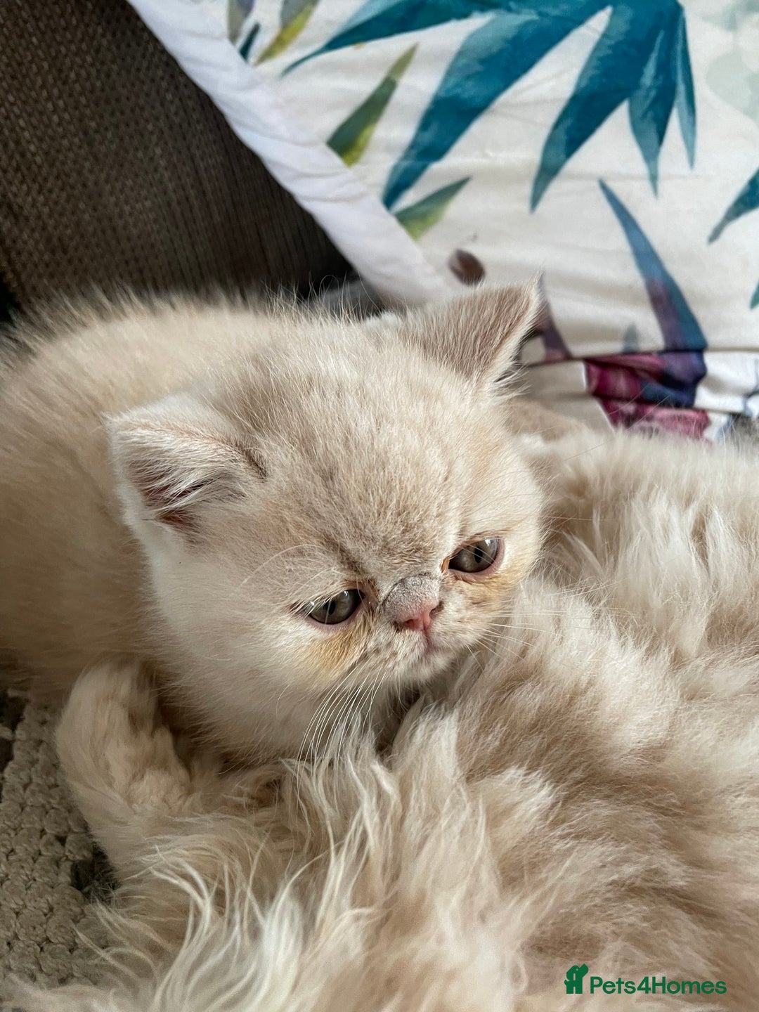 Exotic cats for sale: Gorgeous girl ready now - Image 10