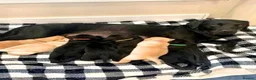 Labrador Retriever dogs for sale: 7 stunning black & red /yellow Lab puppies in Aberdeen - Advert 1