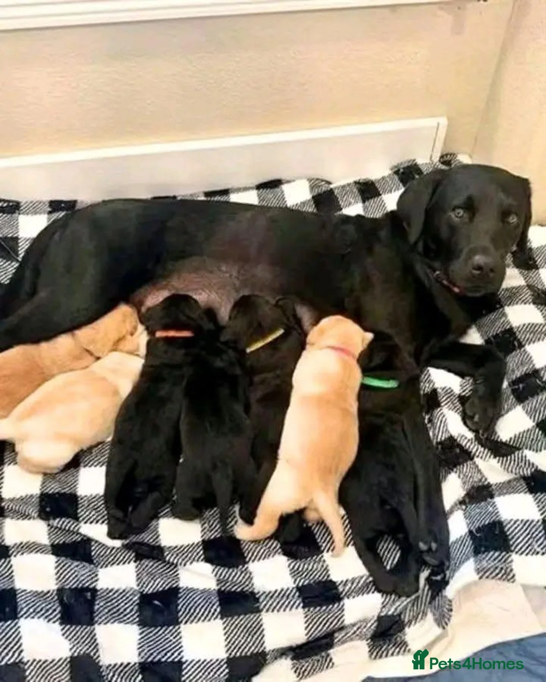 Labrador Retriever dogs for sale: 7 stunning black & red /yellow Lab puppies in Aberdeen - Advert 1