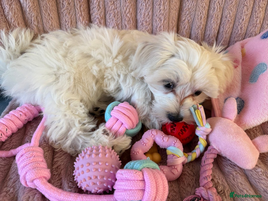 Maltese dogs for sale: Beautiful Maltese girl  - Advert 10