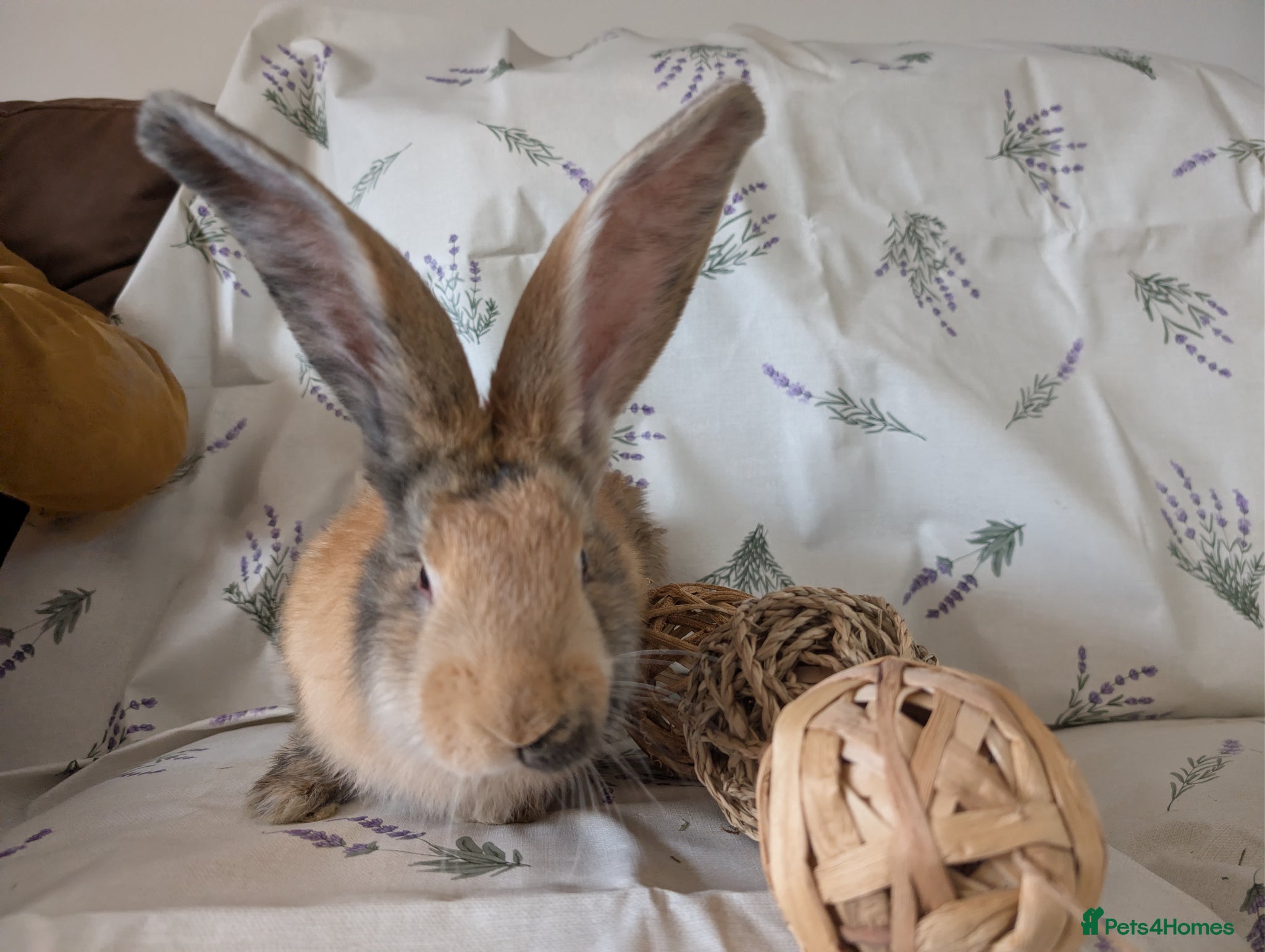 Continental Giant rabbits Continental giant  - Advert 1