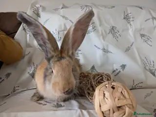 Continental Giant rabbits Continental giant - Advert 1