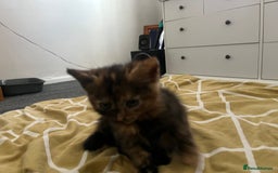 Russian Blue cats for sale: Russian blue mix  - Image 1