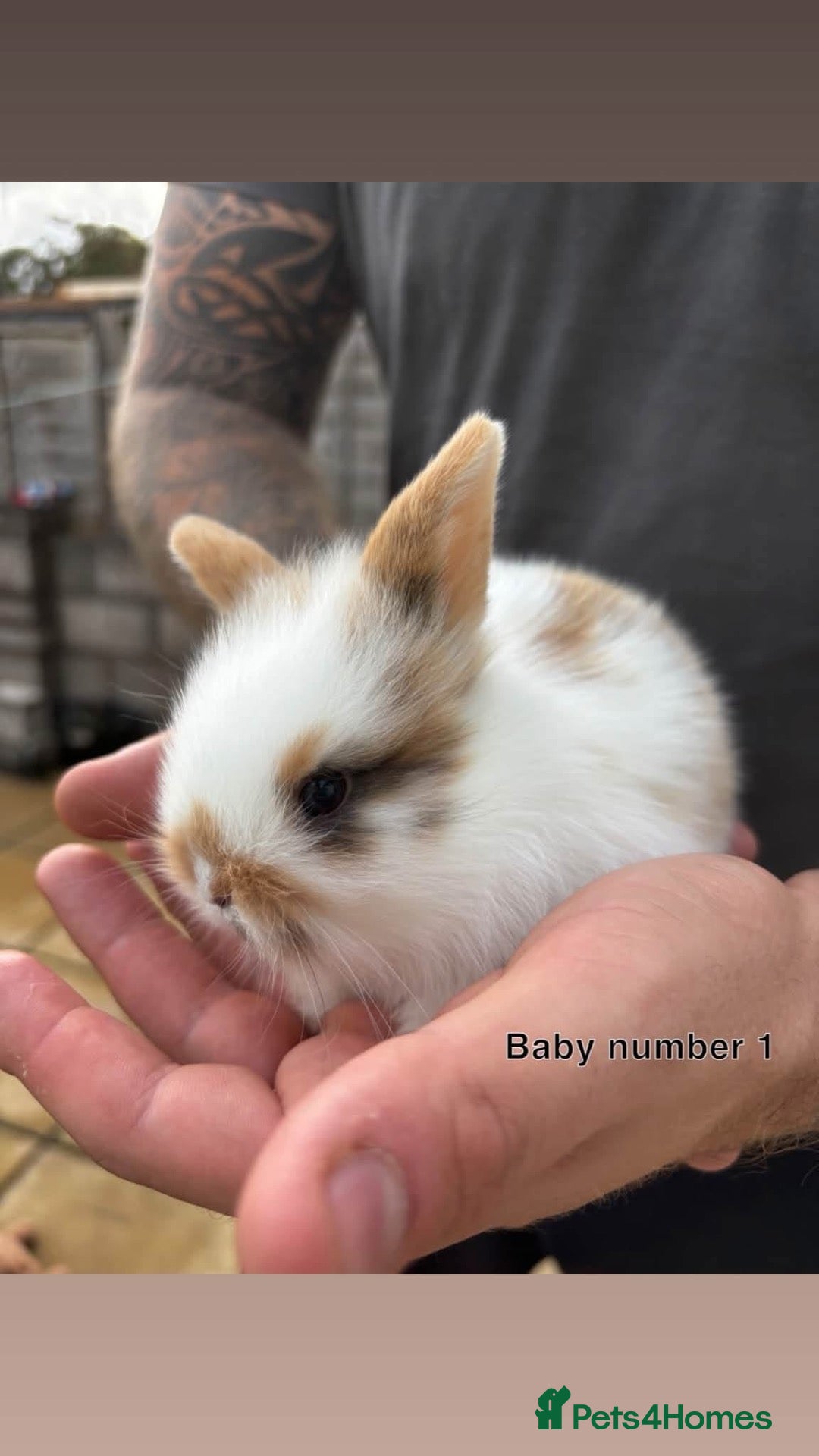Mixed Breed rabbits Baby rabbits  - Advert 2