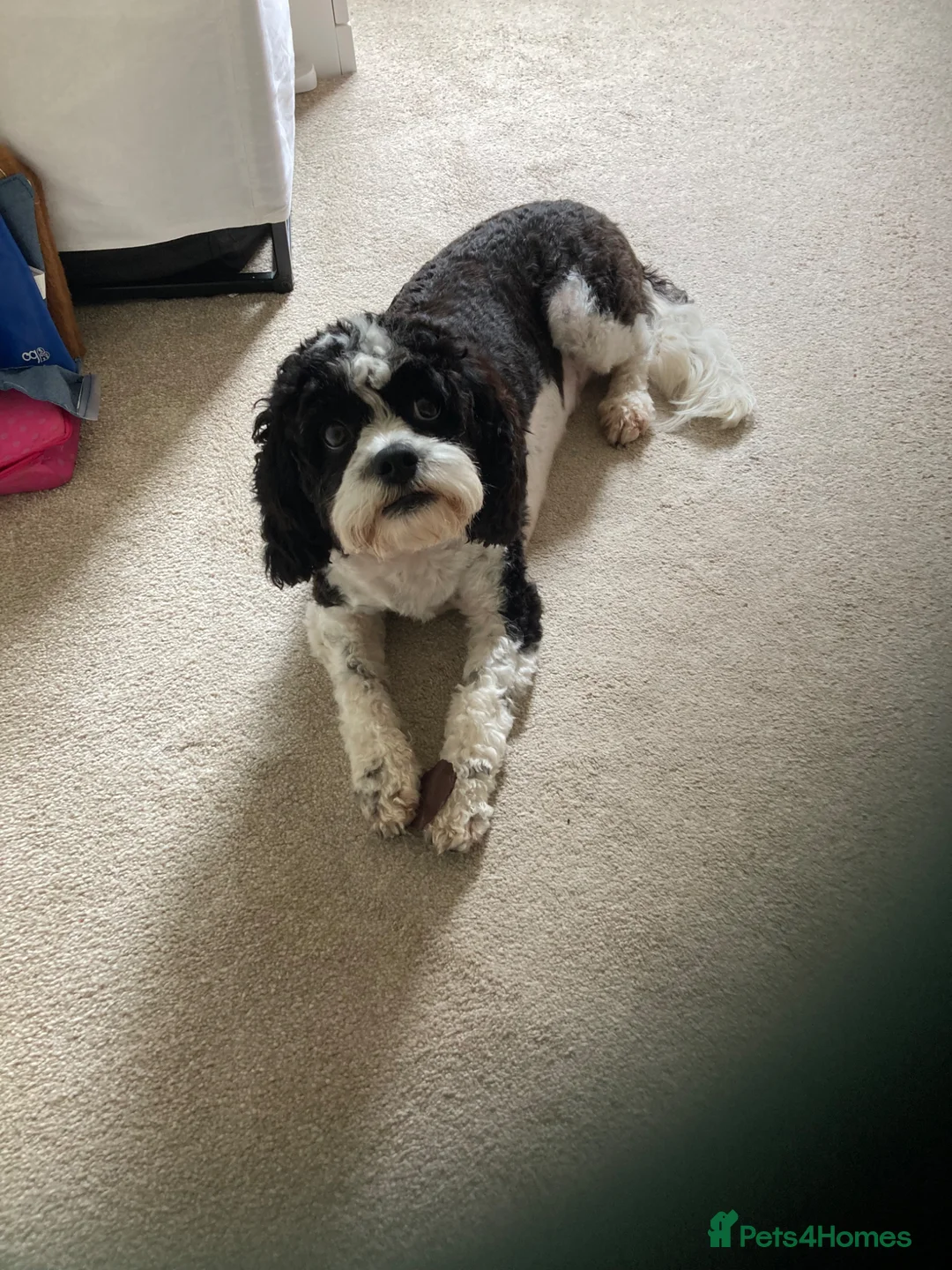 Mixed Breed dogs for sale: Beautiful Cavapoo x sprocker spaniel puppies - Advert 2