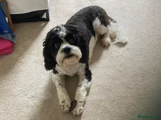 Mixed Breed dogs Beautiful Cavapoo x sprocker spaniel puppies - Advert 14