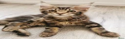 Maine Coon cats for sale: Full pedigree Maine coons available  - Advert 1