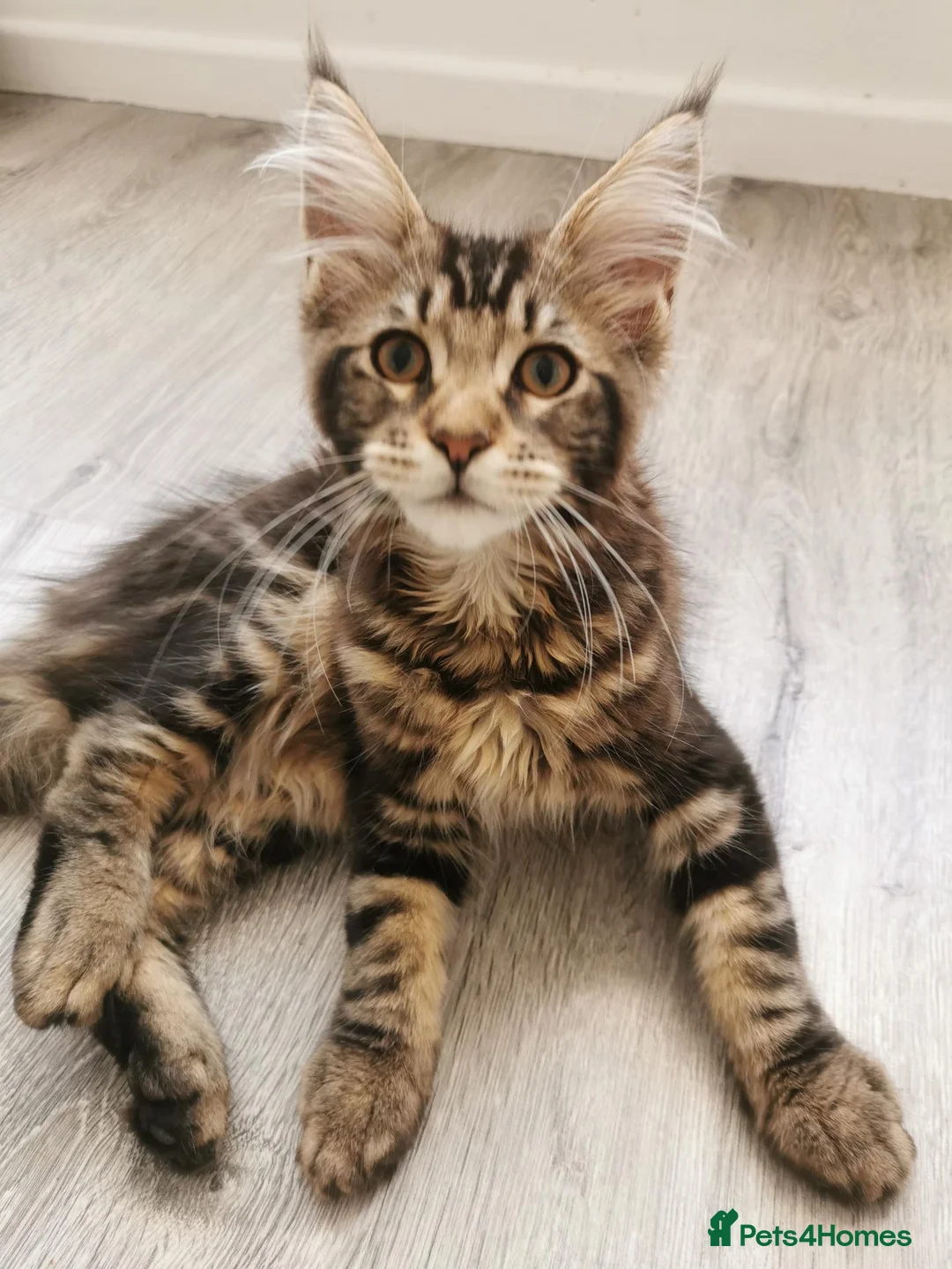 Maine Coon cats for sale: Full pedigree Maine coons available  - Advert 1