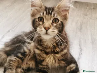 Maine Coon cats Full pedigree Maine coons available - Advert 18