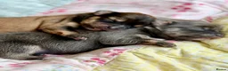 Chorkie dogs for sale: Miniature Chorkie Boys - Advert 5